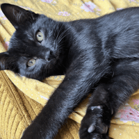 GARANCE, chatte à adopter