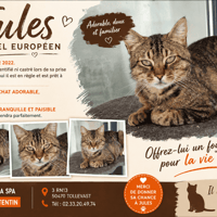 Jules (Réservé), chat à adopter
