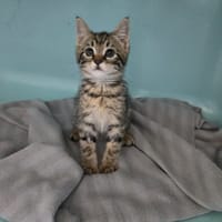 VUITTON, chat à adopter