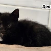 DENVER (Réservé) Bloomy, chat à adopter