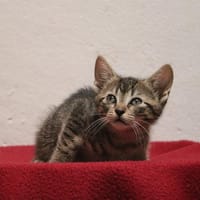MARGE HAB17595, chatte à adopter
