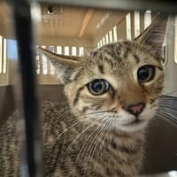 L'ECLAIR, chat à adopter