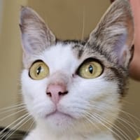 Marina, chatte à adopter