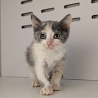ZIA, chatte à adopter