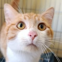 Bernie, chat à adopter