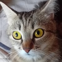 Single, chatte à adopter