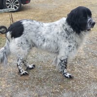 PAKO ( pas sté), chien à adopter