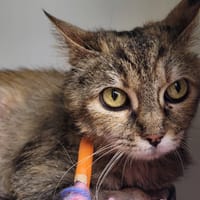 JULIA, chatte à adopter