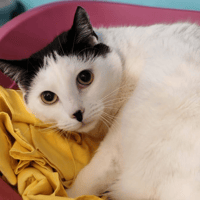 SUKI HAB16089, chat à adopter