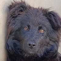 Titoum, chien à adopter