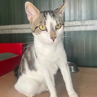 SMOKY, chat à adopter