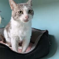 IRIS, chatte à adopter