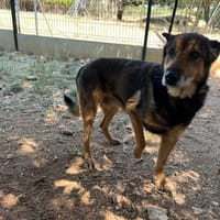 JACOB, chien à adopter
