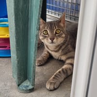 BROUNI, chat à adopter