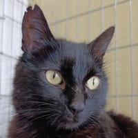 Zigga, chatte à adopter