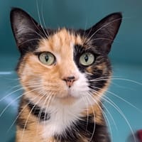 Manora, chatte à adopter