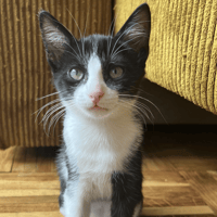 GAINSBOURG, chatte à adopter