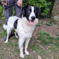 Bosco, chien à adopter