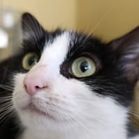 Nénette, chatte à adopter
