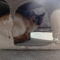 SOLEY, chatte à adopter
