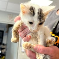 AMY, chatte à adopter