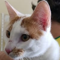Sharko, chat à adopter