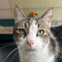 Kiba, chat à adopter