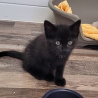 BLUE, chat à adopter