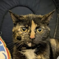 ALMA, chatte à adopter