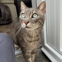 LEON, chat à adopter
