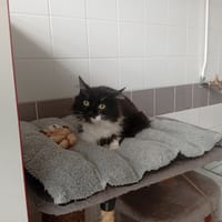 PLUTON, chat à adopter