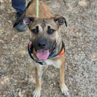 lina, chienne à adopter