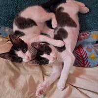 GAUFRETTE FIV+, chatte à adopter