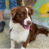 Abu, chien à adopter