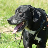 REX, chien à adopter