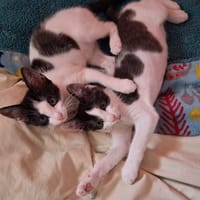 GALETTE FIV+, chatte à adopter