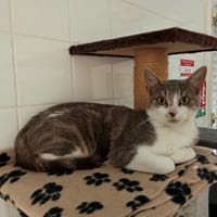 NASTIA, chatte à adopter