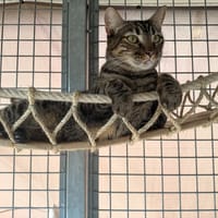 NAMI, chatte à adopter
