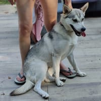 mila, chienne à adopter