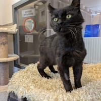RADOUDOUILLE, chat à adopter