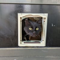 RADOUDOUILLE, chat à adopter