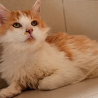 GROOMY, chat à adopter