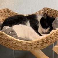 TANUKI, chat à adopter