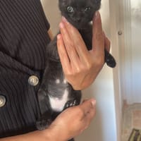 LUCIO, chat à adopter