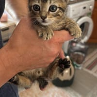 TEDY, chat à adopter
