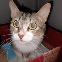 NYMERIA, chatte à adopter