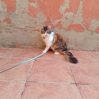 YAKIRA, chatte à adopter