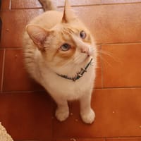JACOB, chat à adopter