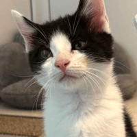 Eric & Sid, cat to adopt
