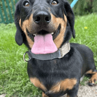 Apollo, dog to adopt
